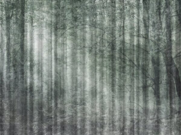 Fototapeta Mystical Forest